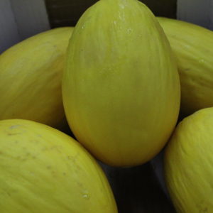 melon canari